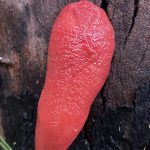 A giant neon pink slug is found at Mount Kaputar in northern NSW. (NSW DPE)