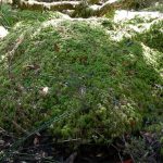 Sphagnum cristatum hummock pictured in the rare Ben Halls Gap Sphagnum Moss Cool Temperate Rainforest in NSW. (Doug Beckers DCCEEW)