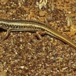 The Gravel-downs ctenotus is a small lizard found only in the Diamantina Lakes area in QLD. It is now listed as critically endangered. (David Knowles Queensland Government)