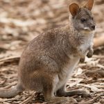 The Parma Wallaby has been listed as vulnerable. This small rock wallaby