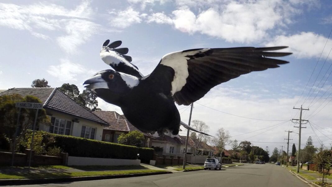 Magpies usually swoop to ward of threats to their chicks. (Darren Pateman)