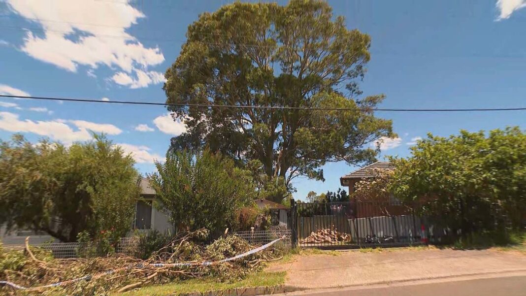 The pair allegedly squared off over a large gum tree that towers over their homes in Sydney. (Nine)