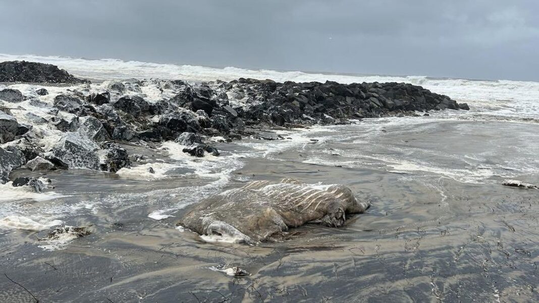 A dead whale carcass washed up on the beach at Pottsville in northern New South Wales in massive swells generated by Tropical Cyclone Alfred. (Lara Kempnich)