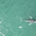 1.The unusual movements of an entangled humpback whale off ﻿the coast of New South Wales have been a cause of concern for rescue teams. (Clay Sweetman)