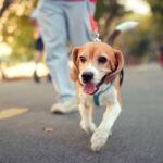 4.Two Sydney councils want stricter penalties for dog owners. (Getty)