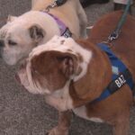 25.The family’s 12-year-old bulldogs Penelope and Barrington were the target of the threat. (9News)