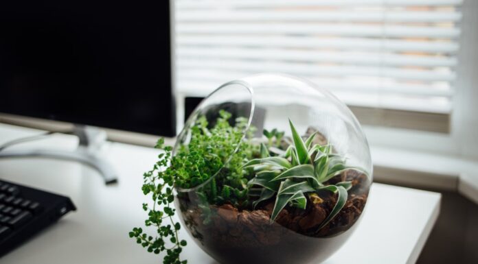 80세 노인의 폐쇄정원, 1972년 이래로 물을 주지 않아도 계속 순환 nislsen ramon_unsplash