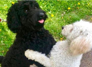 산책중에 우연히 만난 강아지들이 알고보니 형제