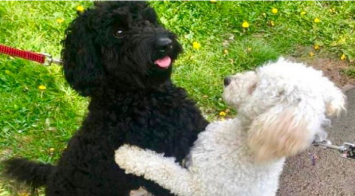 산책중에 우연히 만난 강아지들이 알고보니 형제