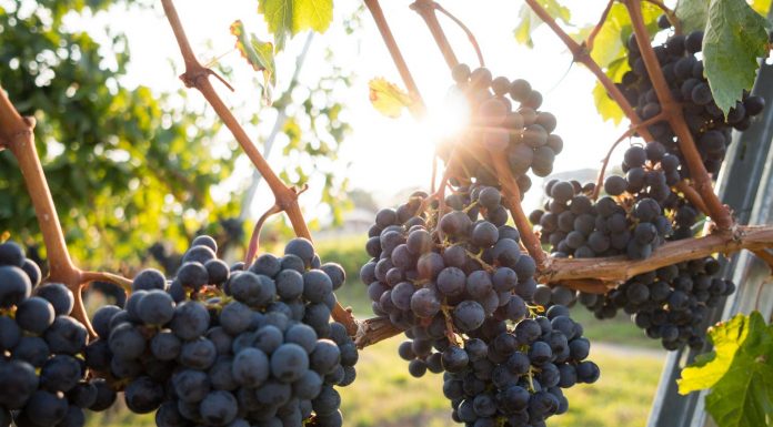 아이스바인 2019 빈티지는 아예 없다