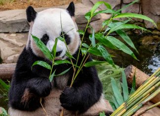 세계 야생동물 개체수 46년 만에 68%감소
