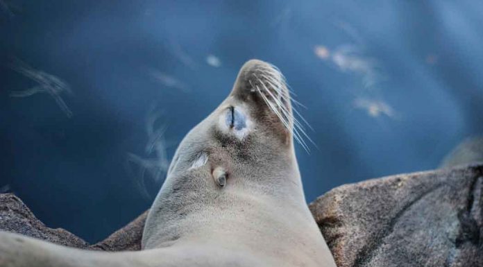 바다의 기온상승은 큰태풍으로, 악의 고리 Blob