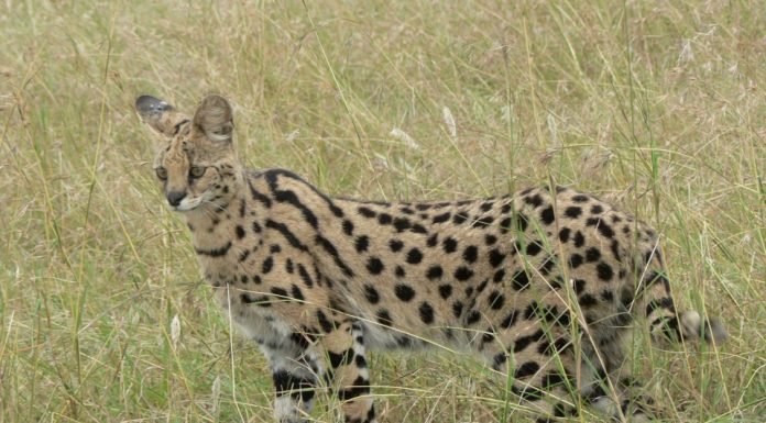 경기도 평택, 치타출현?