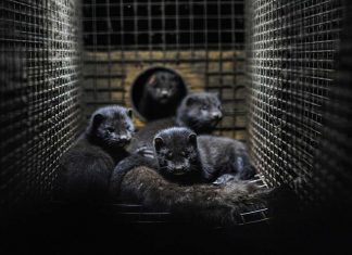 덴마크 코로나변종, 밍크 1,700만마리 살처분
