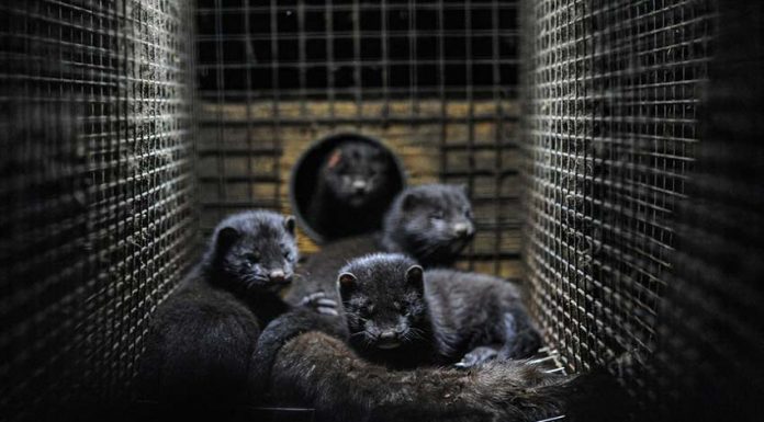 덴마크 코로나변종, 밍크 1,700만마리 살처분