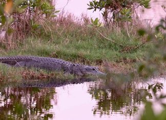 에르메스, 호주에서 가장 큰 악어농장 설립계획