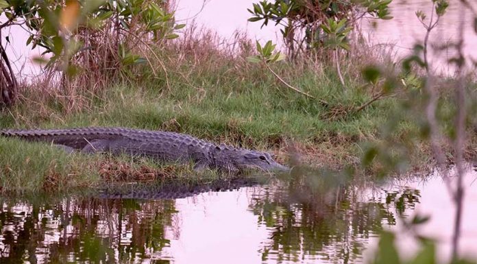 에르메스, 호주에서 가장 큰 악어농장 설립계획
