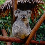 koala_1212