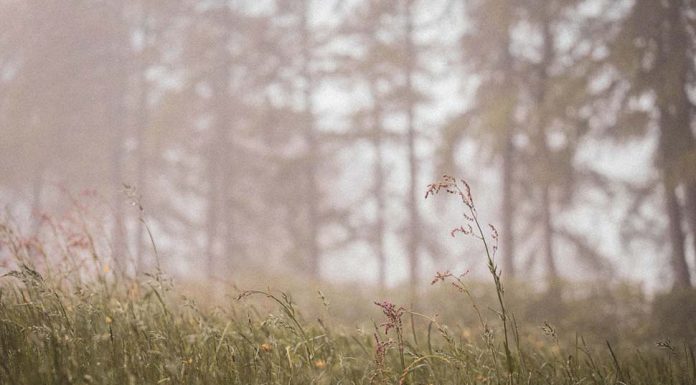 5일간 지속된 습한 날씨에 NSW북부 트위드강 대피령
