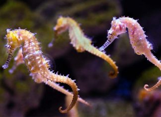 시드니 아쿠아리움에서 수컷 해마 100마리 출산