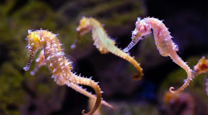 시드니 아쿠아리움에서 수컷 해마 100마리 출산