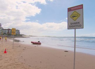 시드니의 남부 해안 상어 출몰, 시드니 해변 4곳24시간 동안 폐쇄