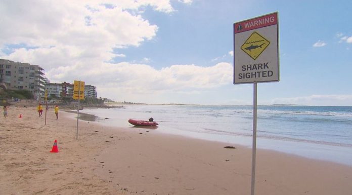 시드니의 남부 해안 상어 출몰, 시드니 해변 4곳24시간 동안 폐쇄