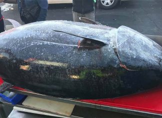 NSW Coffs Harbour에서 잡힌 271kg 거대 참치