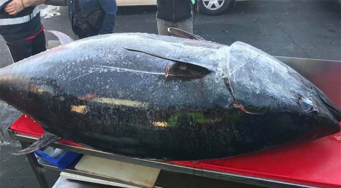 NSW Coffs Harbour에서 잡힌 271kg 거대 참치