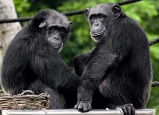 Sydney Zoo 갑작스런 침팬지 죽음으로 9일 오전, 잠정 폐쇄