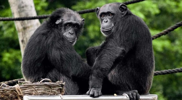Sydney Zoo 갑작스런 침팬지 죽음으로 9일 오전, 잠정 폐쇄
