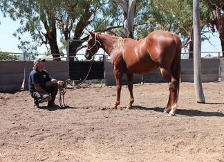 NSW 말 농장 운영하던 농장주, 젊은 여성 6명 성폭행 농장주가 워홀러 성폭행