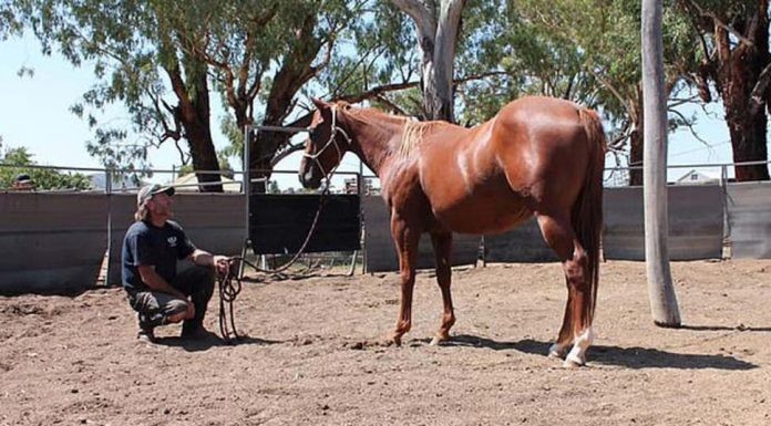 NSW 말 농장 운영하던 농장주, 젊은 여성 6명 성폭행 농장주가 워홀러 성폭행