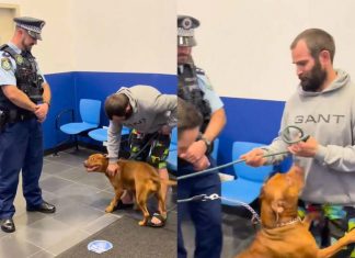 시드니 상점 밖에서 도둑맞은 반려견, 3일만에 주인과 감동적인 재회 Baxter was reunited with her woner
