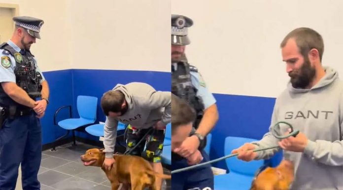 시드니 상점 밖에서 도둑맞은 반려견, 3일만에 주인과 감동적인 재회 Baxter was reunited with her woner