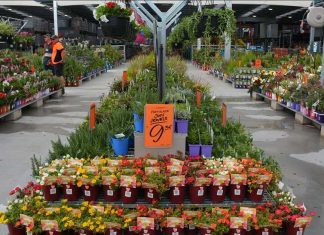 버닝스, 그레이터 시드니 가정들에 나무 무료로 나눠준다 5Bunnings is giving away free trees to Syd ... sWire Rebecca LeMaySourceNCA NewsWire