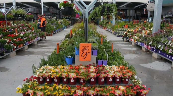 버닝스, 그레이터 시드니 가정들에 나무 무료로 나눠준다 5Bunnings is giving away free trees to Syd ... sWire Rebecca LeMaySourceNCA NewsWire