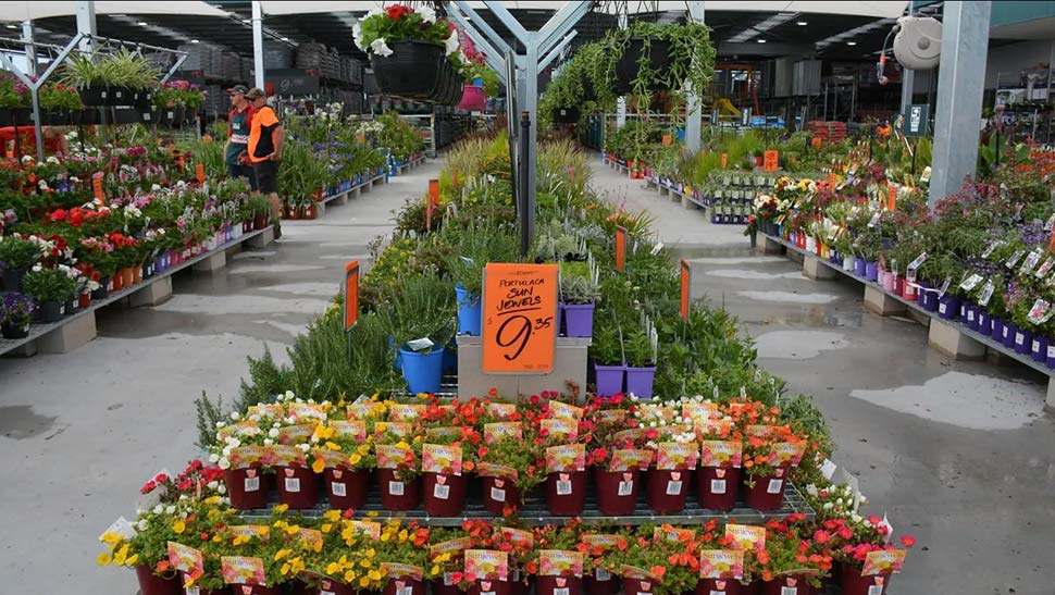 5Bunnings is giving away free trees to Syd ... sWire Rebecca LeMaySourceNCA NewsWire