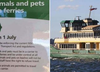 시드니 시민 수천명, 페리 반려견에 대한 새로운 제한에 반대하는 탄원서에 서명 Sydney locals are protesting the enforcement of rules that say their pet dogs cannot travel with them on ferries unless they are in a bag, box, or carrier. (Facebook/James Alcock)