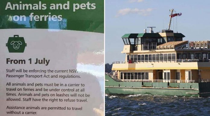 시드니 시민 수천명, 페리 반려견에 대한 새로운 제한에 반대하는 탄원서에 서명 Sydney locals are protesting the enforcement of rules that say their pet dogs cannot travel with them on ferries unless they are in a bag, box, or carrier. (Facebook/James Alcock)