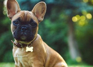 9만 1천 달러 강아지 사기 혐의로 체포된 남자 A man has been arrested after his alleged involvement in a scam using fake advertisements for designer puppies. (Getty Images/iStockphoto)