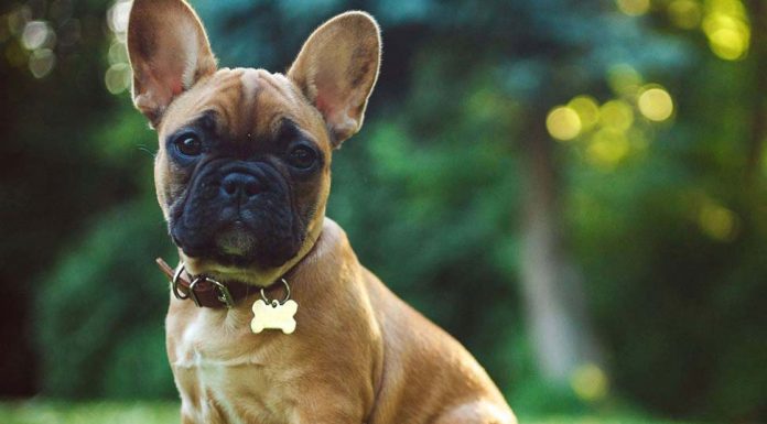 9만 1천 달러 강아지 사기 혐의로 체포된 남자 A man has been arrested after his alleged involvement in a scam using fake advertisements for designer puppies. (Getty Images/iStockphoto)