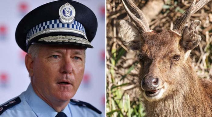 벌거벗은 나체 일광욕자 벌금 1000불 부과 Two nude sunbathers got ... y a deer, police say