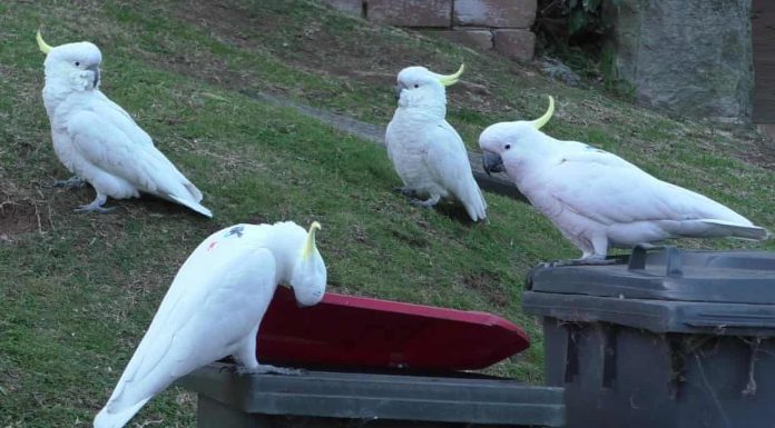 시드니 큰유황앵무새(코카투) 쓰레기통 뚜껑 가려가며 여는 능력