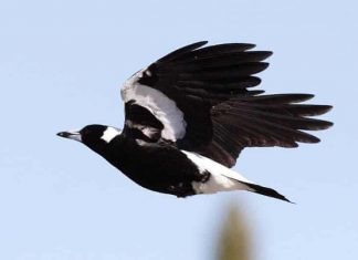 맥파이 급습으로 생후 5개월 아이 사망 A magpie in flight. A baby girl has died after a magpie attack in Brisbane