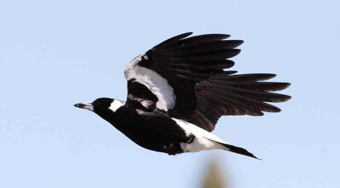 맥파이 급습으로 생후 5개월 아이 사망 A magpie in flight. A baby girl has died after a magpie attack in Brisbane
