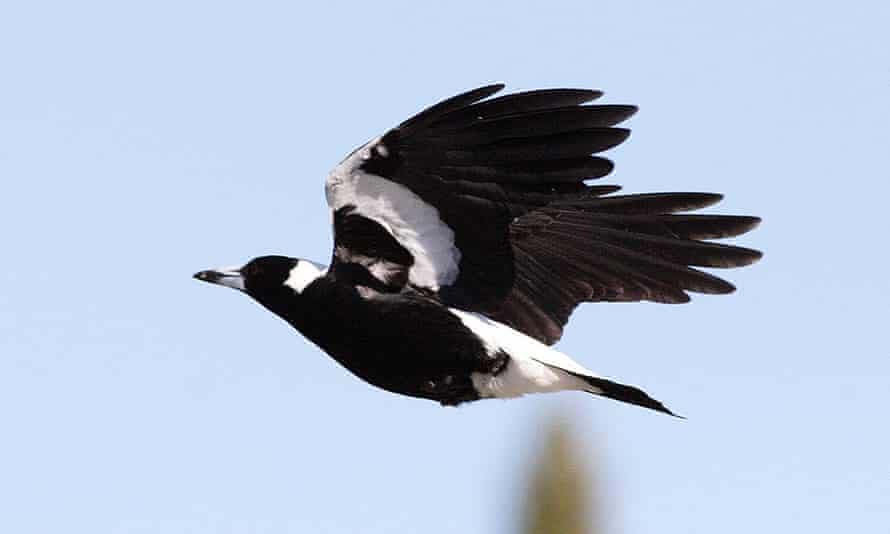 A magpie in flight. A baby girl has died after a magpie attack in Brisbane