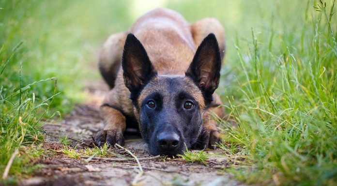 시드니 남부에서 콘크리트에 묶여 익사한 개 발견 A Belgian Malinois (not the drowned dog) is a medium-size shepherd dog that at first glance can often resemble the more commonly known German Shepherd. (Adobe Stock)