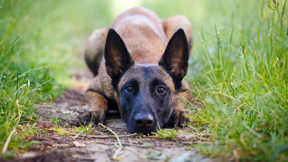 A Belgian Malinois (not the drowned dog) is a medium-size shepherd dog that at first glance can often resemble the more commonly known German Shepherd. (Adobe Stock)