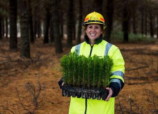 NSW 블랙 서머 산불 이후 심어진 수백만 그루의 나무들 COVID-19 restrictions presented challenges for workers hand planting the seedlings. (Forestry Corporation of NSW )